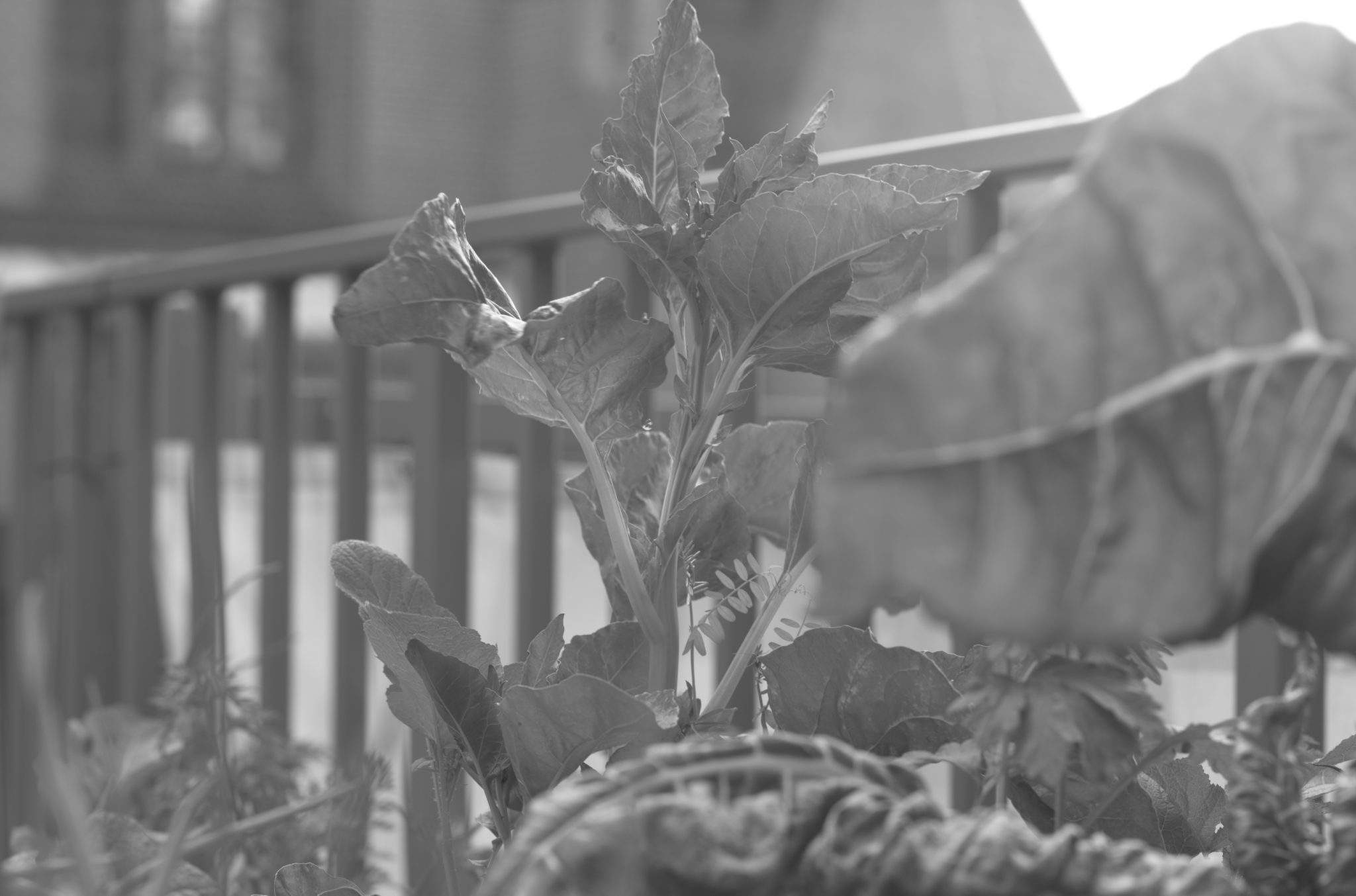 20210602  Gruen(t)raumHeimfeld 015